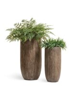 светлый дуб