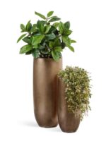 тёмное золото