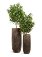 ROUGH с золотой патиной