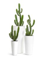 Белый гланцевый лак