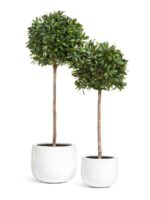 Белый гланцевый лак