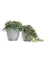 слоновая кость