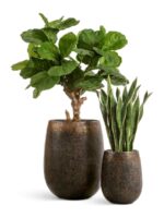 ROUGH с золотой патиной