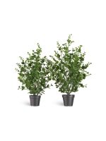 Искусственное растение Эвкалипт куст зелёный, Treez 10.0224076/3N