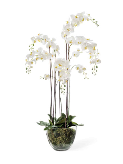 Дизайнерская композиция Орхидея Фаленопсис белая с мхом