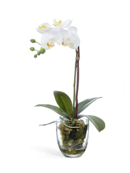 Дизайнерская композиция Орхидея Фаленопсис белая с мхом