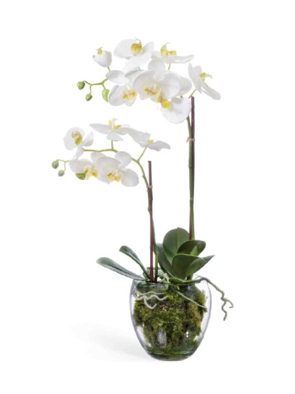 Дизайнерская композиция Орхидея Фаленопсис белая с мхом