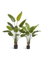 Искусственное дерево Стрелиция New Style (Sensitive Botanic), Treez 10.072434N