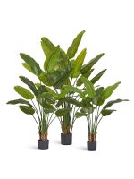 Искусственное дерево Стрелиция New Style (Sensitive Botanic), Treez 10.072434N — изображение 3