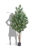 Искусственное дерево Эвкалипт серебристый многоствольный, Treez 10.22006N — изображение 2