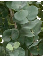 Искусственное дерево Эвкалипт серебристый многоствольный, Treez 10.22006N — изображение 3