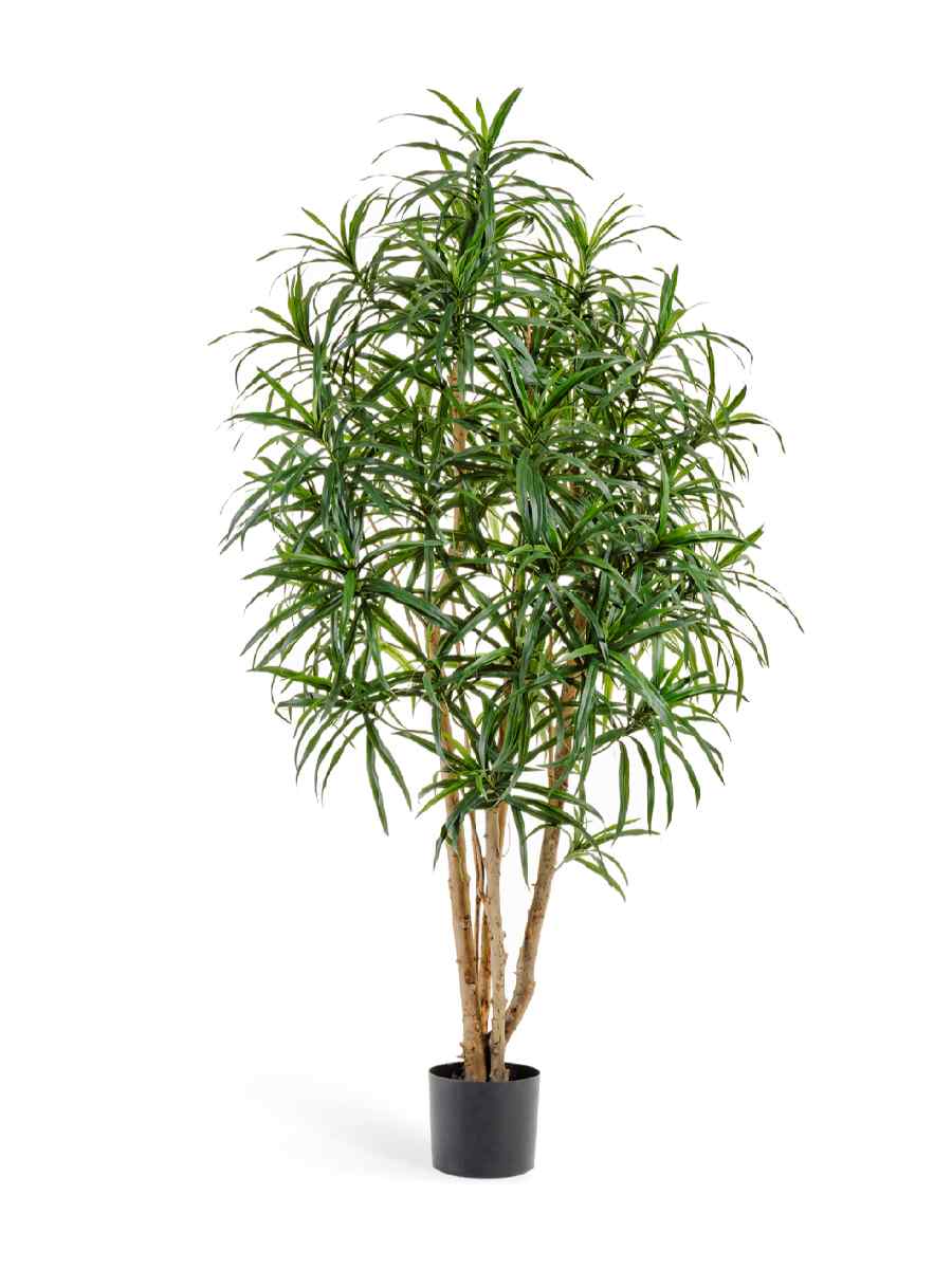 10.24005N Искусственное дерево Драцена Анита, Treez 10.24006N — изображение 1