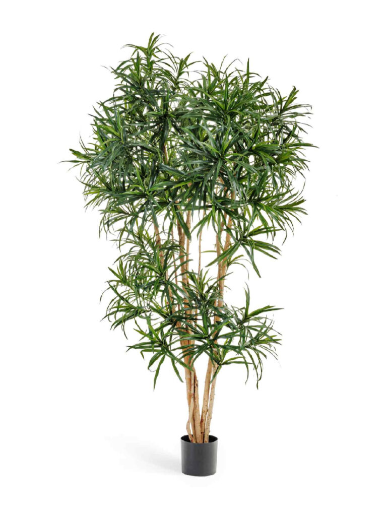 Искусственное дерево Драцена Анита Рефлекса