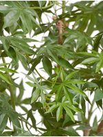 Искусственное дерево Клён японский Вайлд зелёный, Treez 10.28406N — изображение 4
