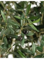 Искусственное дерево Олива Олден на толстом стволе, Treez 10.29007N — изображение 2