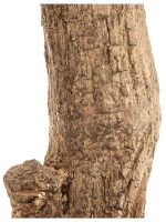 Искусственное дерево Олива Олден на толстом стволе, Treez 10.29007N — изображение 3