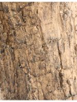 Искусственное дерево Олива Олден на толстом стволе, Treez 10.29007N — изображение 4