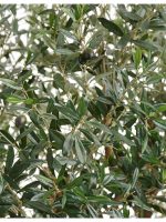 Искусственное дерево Олива Олден на толстом стволе, Treez 10.29007N — изображение 6