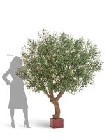 Искусственное дерево Олива Олден на толстом стволе, Treez 10.29007N — изображение 5