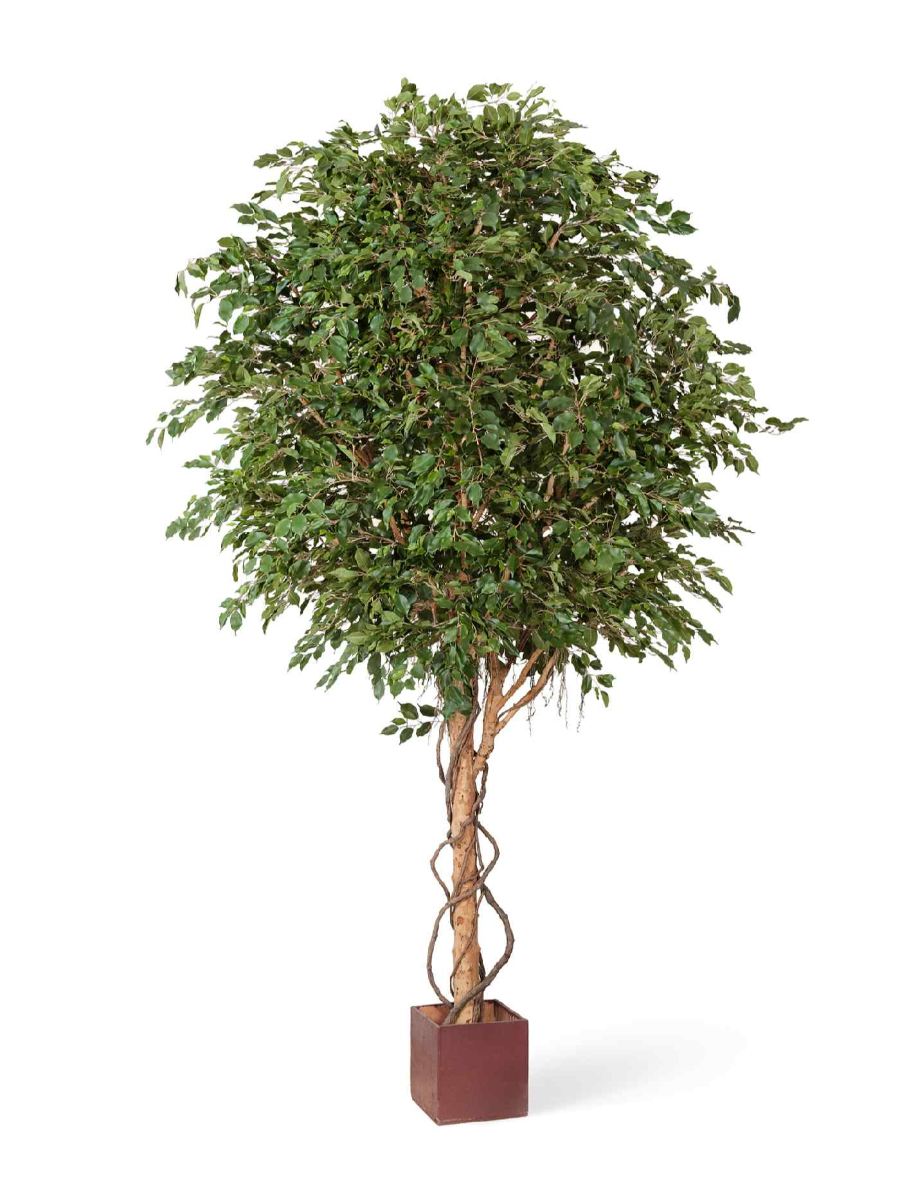 Искусственное дерево Фикус Бенджамина Гигантский Искусственное дерево Фикус Бенджамина Гигантский