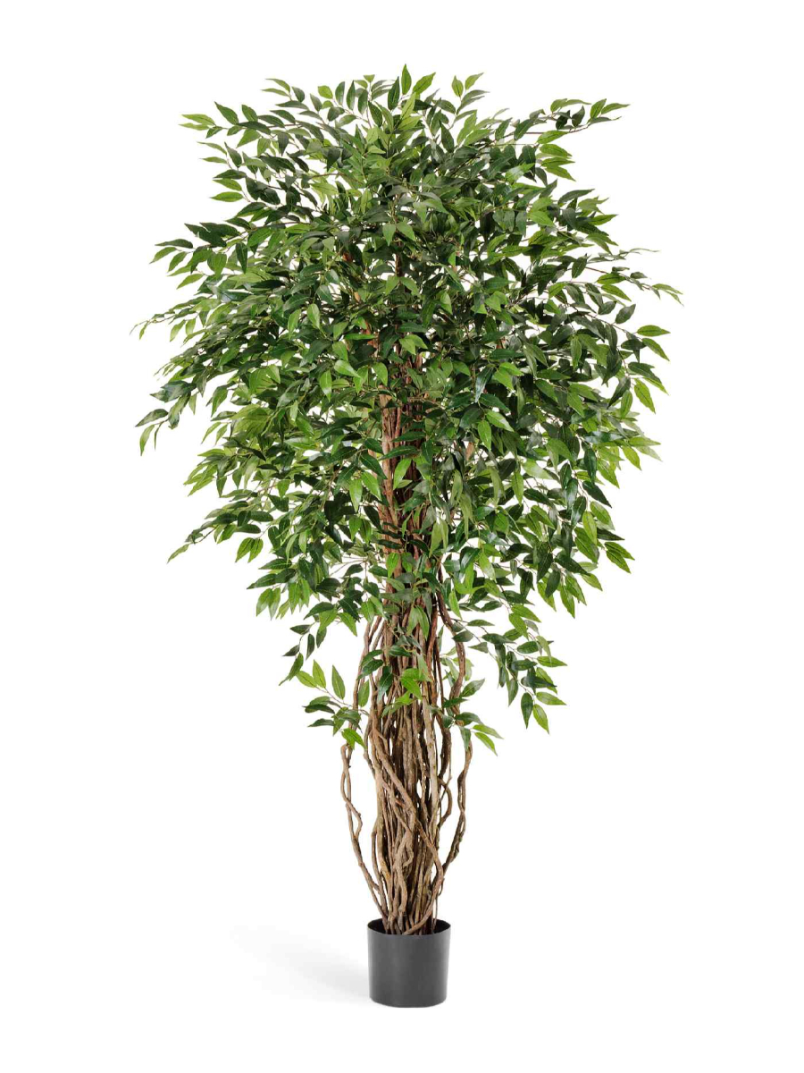 Искусственное дерево Фикус френч лиана де люкс Искусственное дерево Фикус френч лиана де люкс
