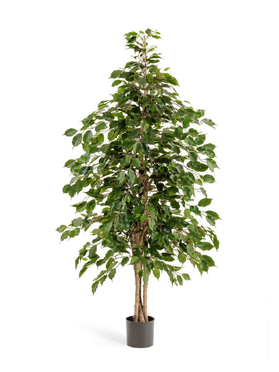 Искусственное дерево Фикус Бенджамина натуральный Искусственное дерево Фикус Бенджамина натуральный