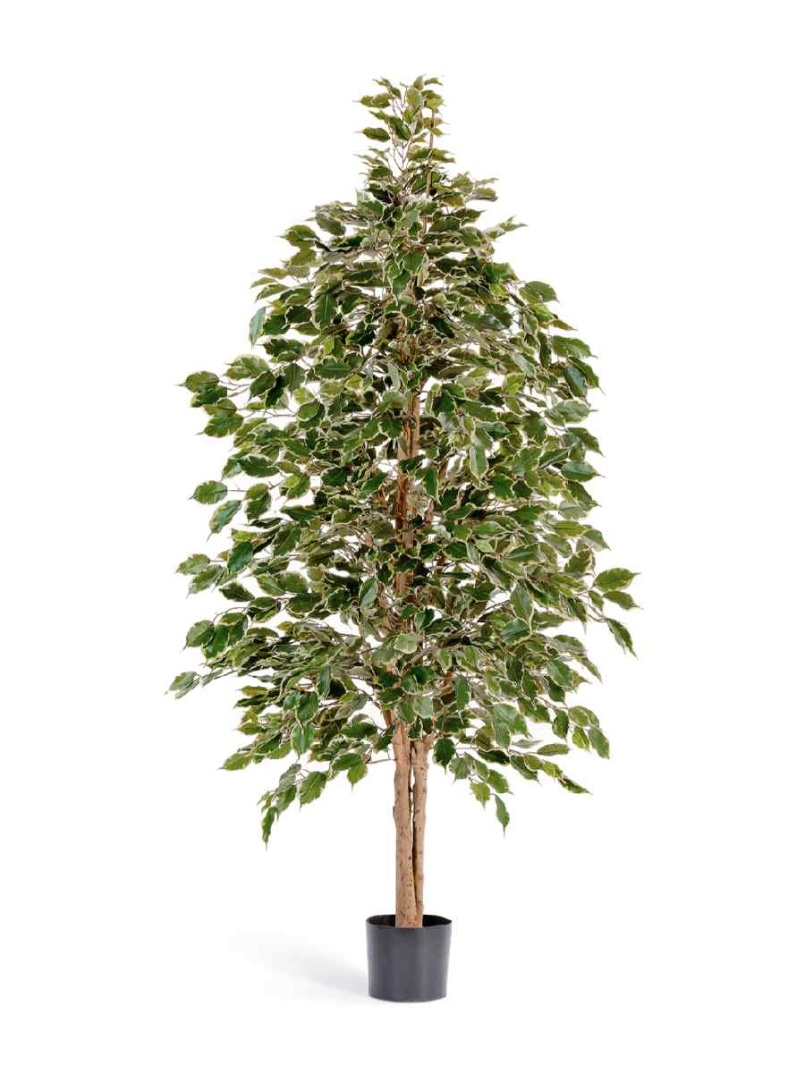 10.32305NG Искусственное дерево Фикус Бенджамина пёстрый натуральный, Treez 10.32306NG — изображение 1