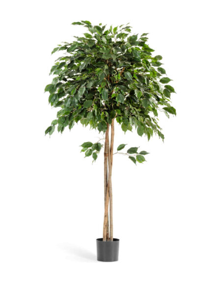 Искусственное дерево Фикус Бенджамина зонтичный