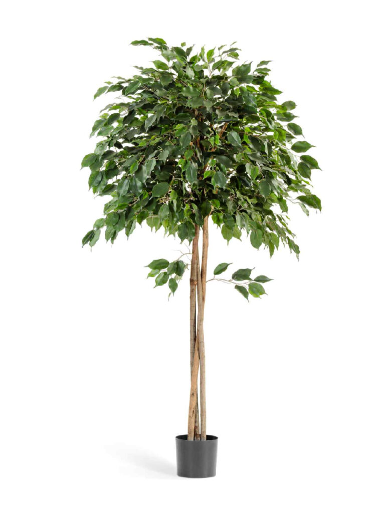 Искусственное дерево Фикус Бенджамина зонтичный