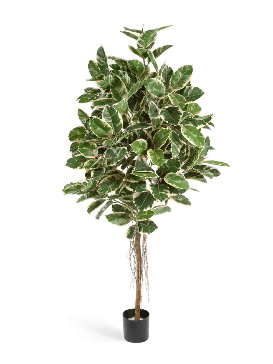 10.33405NW Искусственное дерево Фикус Эластика пёстрый, Treez 10.33406NW — изображение 1