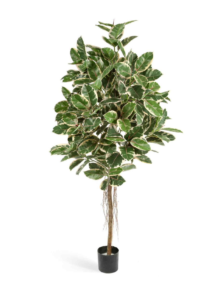 Искусственное дерево Фикус Эластика пёстрый Искусственное дерево Фикус Эластика пёстрый