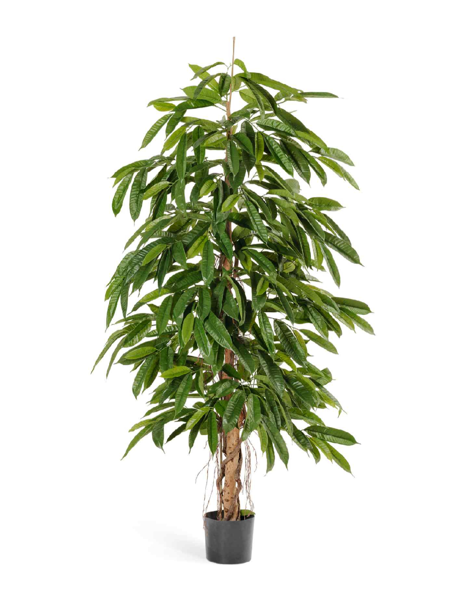 Искусственное дерево Лонгифолия широколистная Искусственное дерево Лонгифолия широколистная