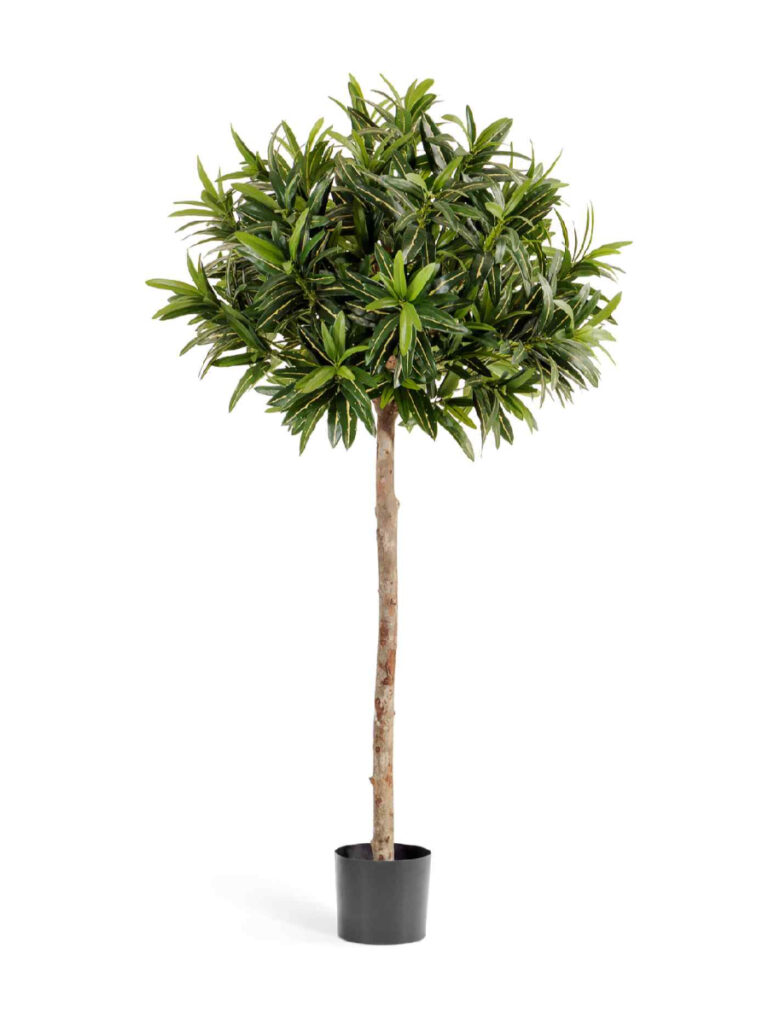 Искусственное дерево Кротон Голдфингер зонтичный 150 см