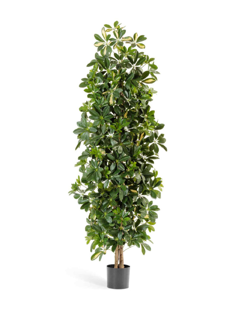 Искусственное дерево Шеффлера колонновидная пёстрая 180 см