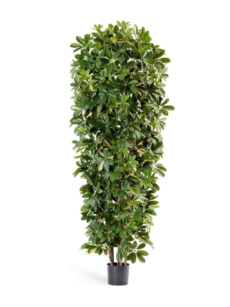 Искусственное дерево Шеффлера колонновидная большая пёстрая 195 см Искусственное дерево Шеффлера колонновидная большая пёстрая 195 см