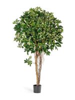 Искусственное дерево Шеффлера зонтичная пёстрая, Treez 10.38305NW