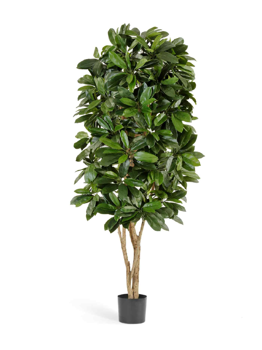 Искусственное дерево Шеффлера Леди Искусственное дерево Шеффлера Леди