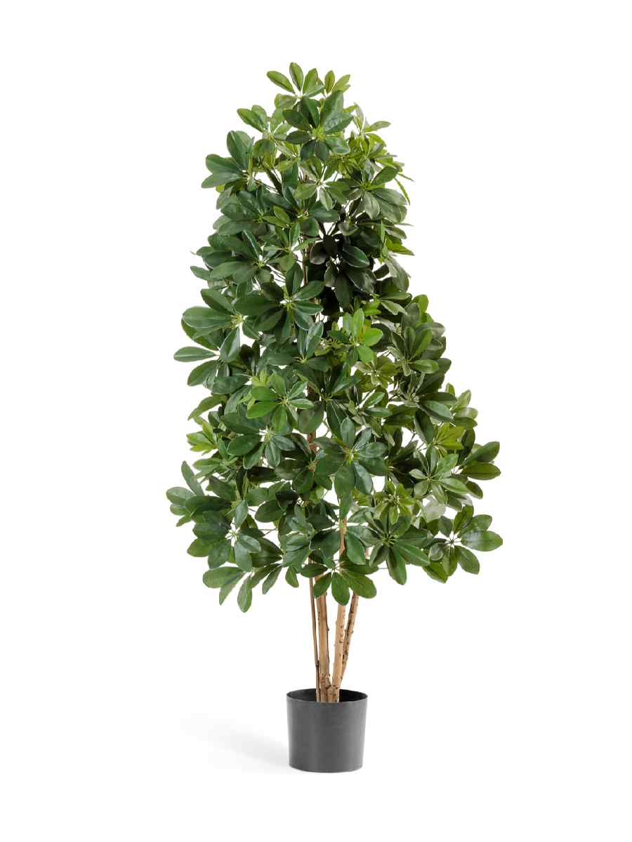 10.38503N Искусственное дерево Шеффлера натуральная зелёная, Treez 10.38505N — изображение 1