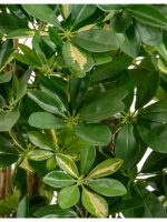 Искусственное дерево Шеффлера натуральная пёстрая, Treez 10.38506NW — изображение 2