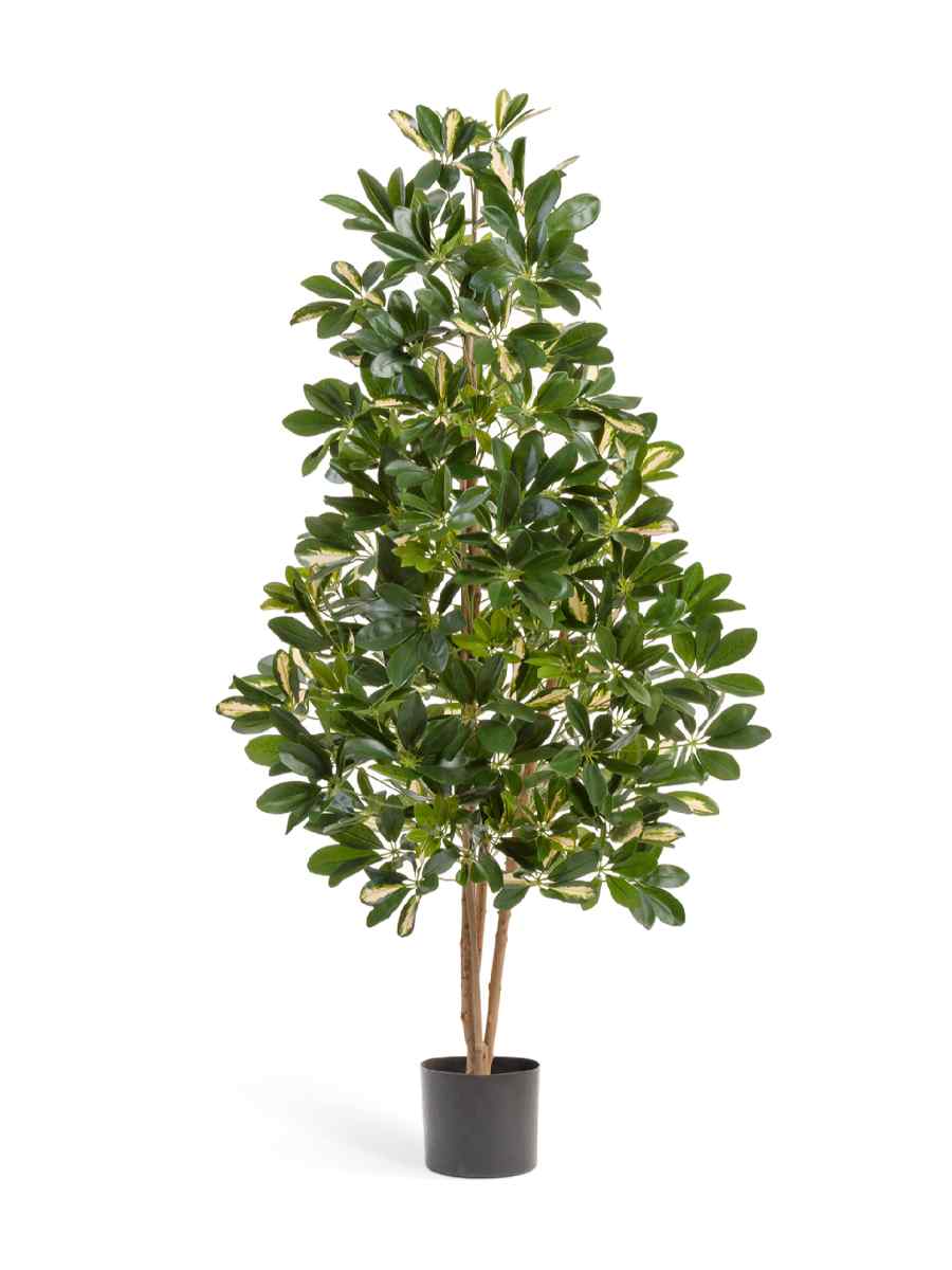 10.38503NW Искусственное дерево Шеффлера натуральная пёстрая, Treez 10.38505NW — изображение 1