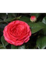 Искусственное дерево Камелия на штамбе тёмно-розовая, Treez 10.39305RS — изображение 2