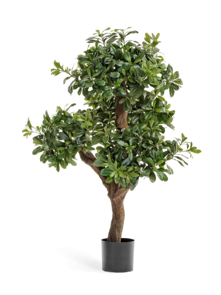 Искусственное дерево Питтоспорум горный