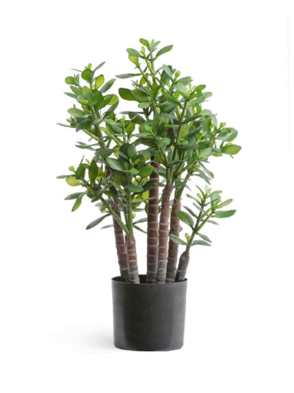 Искусственное растение Крассула (денежное дерево)