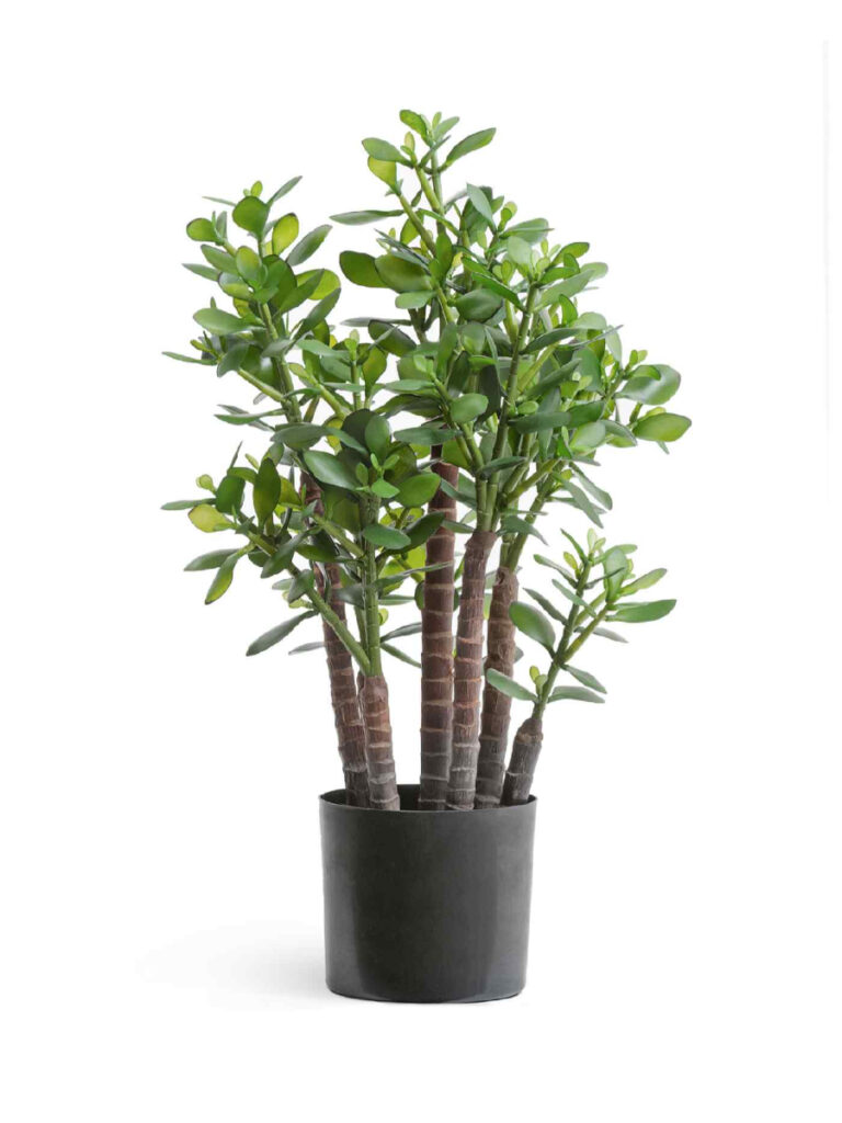 Искусственное растение Крассула (денежное дерево)