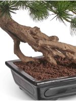 Искусственное дерево Бонсай стелющийся Сосна Японская белая Негиши в керамическом кашпо, Treez 10.46102N — изображение 2