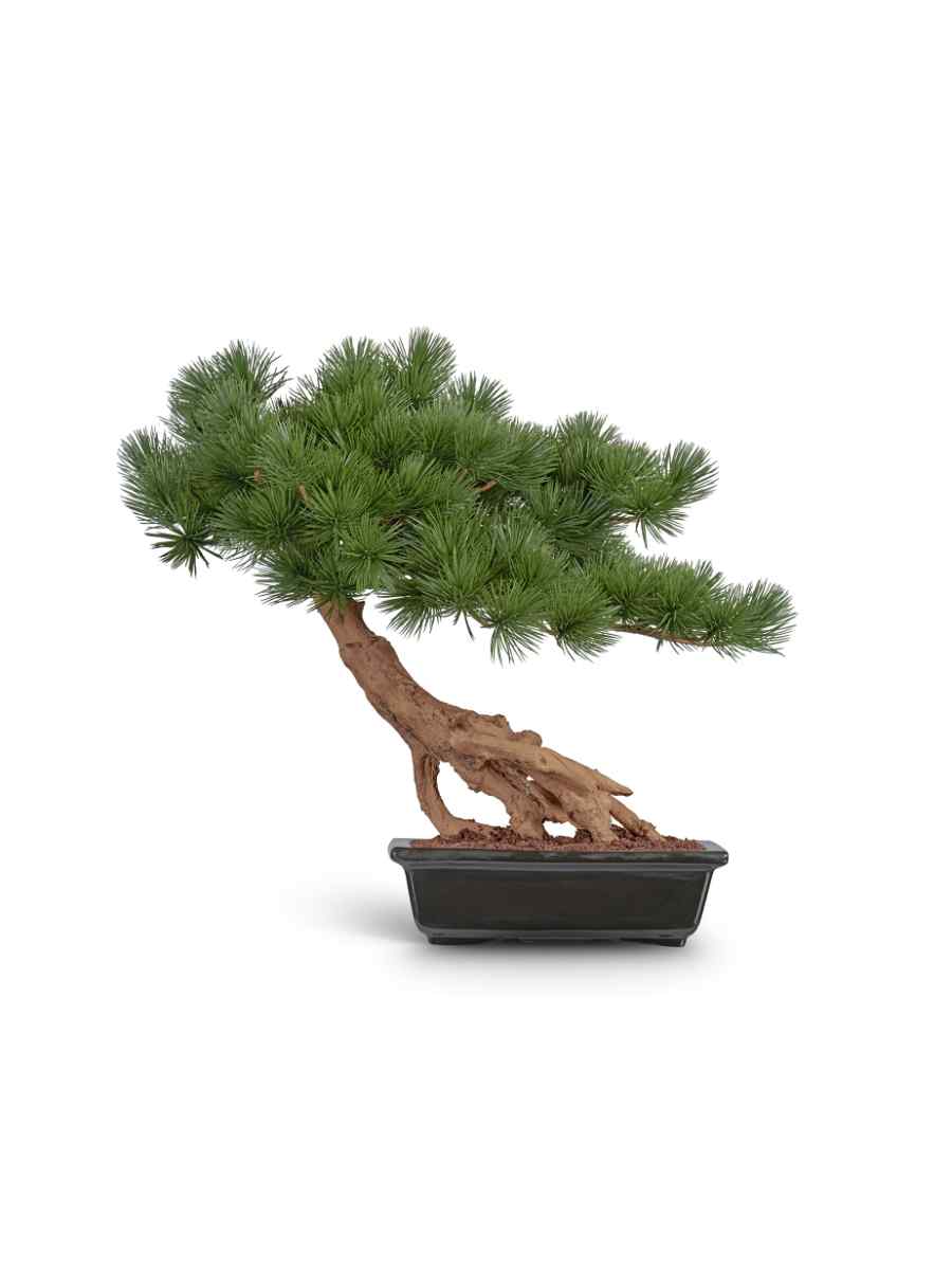 10.46102N Искусственное дерево Бонсай стелющийся Сосна Японская белая Негиши в керамическом кашпо, Treez 10.46102N — изображение 1