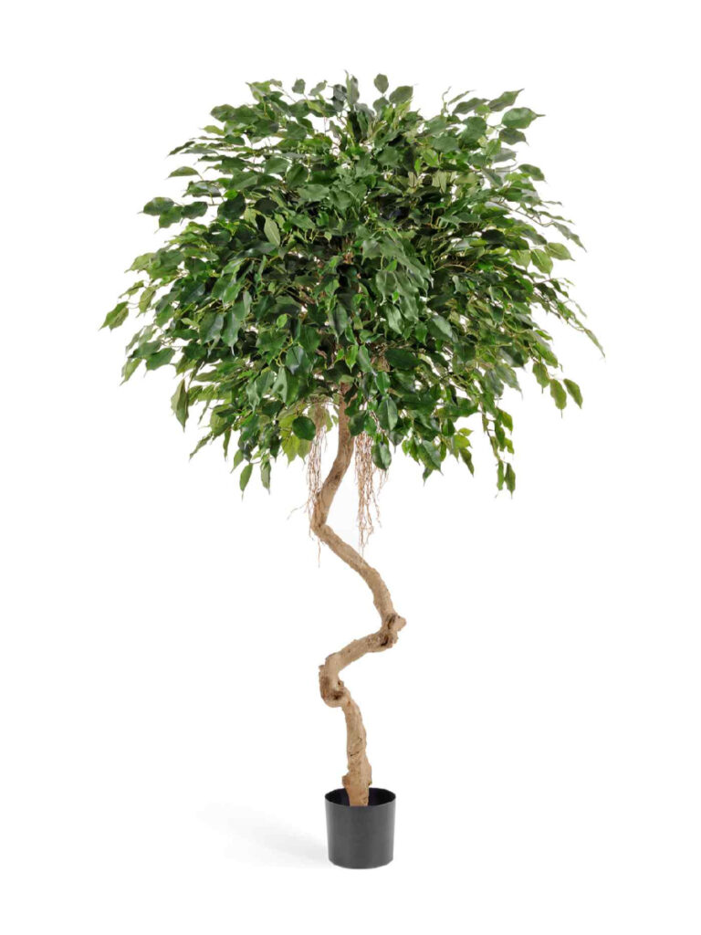 Искусственное дерево Фикус Бенджамина на забавном стволе