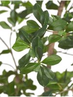 Искусственное дерево Лесная чёрная олива Ориентал, Treez 10.48107N — изображение 3