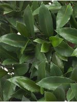 Искусственное дерево Лавр круглый с UV-фильтром уличный, Treez 10.49050UV — изображение 4