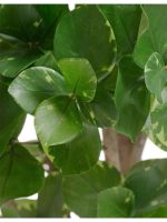 Искусственное дерево Клузия древовидная, Treez 10.51304N — изображение 2